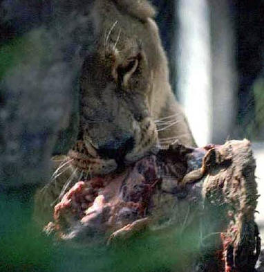 Lion feeding uzopedia media pics